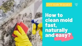 How to clean mold fast, naturally, and easy? Wayakit Biotech Disinfectant & Cleaner