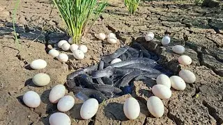 A female farmer catches a lot of fish and collects eggs in the rice field.