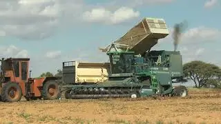 Amadas 9900 CDS peanut harvester unloading on trailer + ACO 270 tractor in South Africa