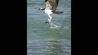 Osprey Attack vs Jack Short