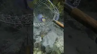 A fish trapped in the net😍😍 #fish #sea