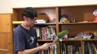 How to Train Parrot to Fetch - Retrieve Trick