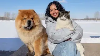Chow Chow and Cat sees snow together for the FIRST Time *Their reaction*