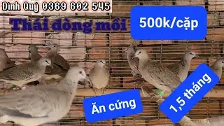 Clip 2054. (31/12) Black Thai cuckoo, a decoy bird, inviting conservationists to come and enjoy i...