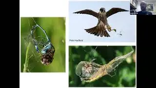 Dragonflies and Damselflies of the Gwent Levels