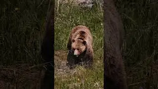 Canoeing and a Grizzly Family in Jasper National Park #jaspernationalpark