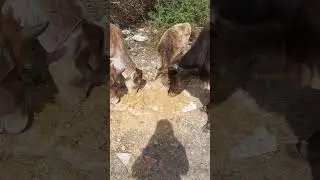 🙏🙌💞        #cow #cowlove #gaumata #cowvideo #cows #gau