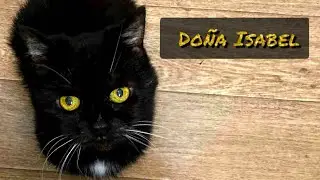 Divok&aacute; kočka a  j&aacute;