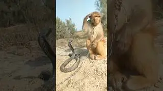 wao! king cobra snake vs monkey #shorts #viral #shortsfeed