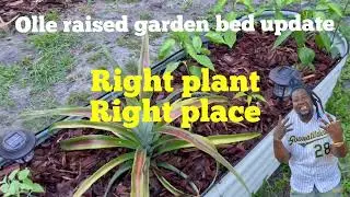 Olle Raised Garden Bed UPDATE!