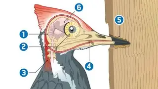 Woodpeckers: The Ultimate Head-Bangers