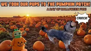 Taking Our Puppies To The Pumpkin Patch! Halloween Fun!