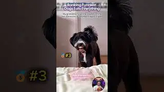 Ranking Funniest Dogs Eats Everything #dog #funny #pets #animals #funnydogs #cutedog #eating