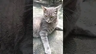 Street Cat or Home Pet? Kyiv, Ukraine. 03.Aug.2022.