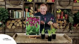 Примула 'Red Hot Poker'