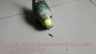 How to feed mealworm to budgerigar? best live protein for budgies