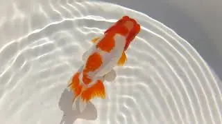DSCF7153
