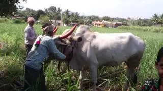 Hosa ettugalu