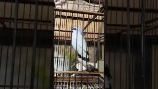 Jalak Bali gacor mangguk mangguk ngerol