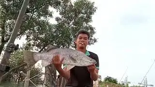 Tổng Hợp Video Câu Cá Tráp Bằng Mồi Cá Bống || Câu Đùng Mỹ Xuân