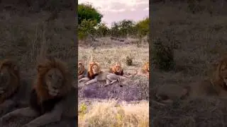 Coalici&oacute;n de 4 Leones (Caprive Males) #lion #short #salario #viral #wildlife #bigcat #Photography