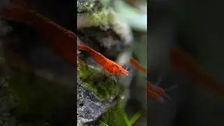 Cherry Shrimp Aquascape 🦐🍒🌱 #youtubeshorts #youtube #short #shorts #aquarium #macro #shrimp #new