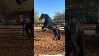 Friesian stallion of DREAMS Could watch this boy all day 😍 #friesianstallion #wildstallion