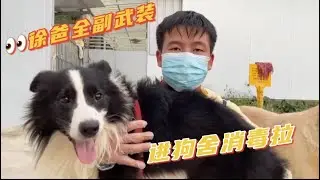 2021-10-8 Stray dogs rescue in Wuhan China 个人救助人105条流浪狗，每天穿防护服给基地早晚各做一次消毒