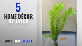 Top 10 Home D&eacute;cor By Jayco [ Winter 2018 ]: Exotic Live Aquatic Plant for Fresh Water Egeria /