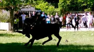 Encierro Fer &agrave; Cheval Manade La Vistrenque 17/04/2017