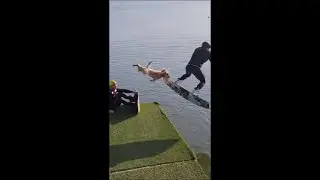 Man Unintentionally Send Dog Flying Into Water
