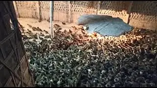 5000 Duck farming Tezpur Sirajuli Assam mobile 6001622241