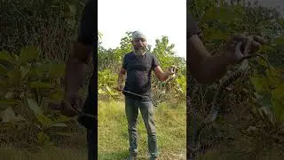 Common krait #kalaj #snakevideos #snakerescue #venomous #snakebehavior  #snake  #hooghly #animals
