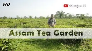 Assam Tea Garden | Brahmaputra River | TEZPUR