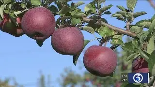 VIDEO: 'Pick your own' season is in full swing at local orchards