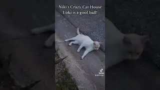 #nikiscrazycathouse #kitty #cat #cute #funny #lol #love #life #live #happy #pets #cats #baby #video