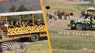 Recorrido REAL por el Safari del Zoológico de Guadalajara | ¿Vale la pena?