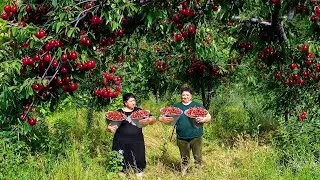 10000 CHERRY HARVEST - NATURAL CHERRY JUICE AND DELICIOUS CAKE MAKING