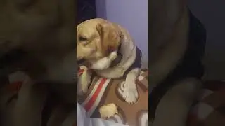 #funnydogvideos
