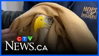 Busy year at Hope for Wildlife
