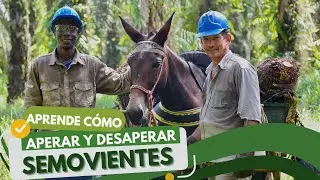 Aperaje y desaperaje de semovientes
