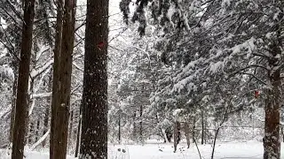 Vlog (01-09-11-2025) Snow In Arkansas And Working On My Cardigan ❄ 🧶