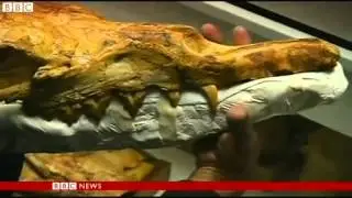 Ancient sea fossils found in Peruvian desert
