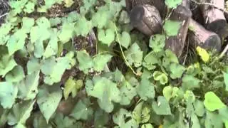 Economic Collapse Gardening - 1 Quick tip for better results