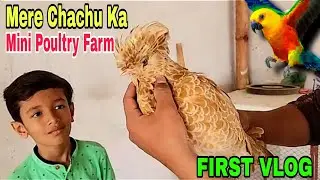 Mini Poultry Farm | New Mini Zoo | Fency Hens in Karachi | budgie | Parrot | Hindi