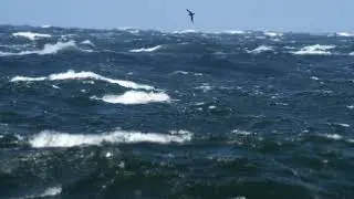 Manx Shearwater / Mindre lira (Puffinus puffinus)