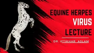 Equine Herpes Virus: The Silent Epidemic in the Equestrian World