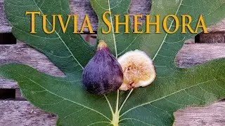 Tuvia Shehora Fig Review 2020