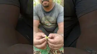 Magic Tree 🌲 Bean. #viral #trending #shorts #shortvideo #subscribe #viral