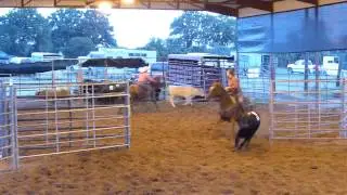 HB Chulas Bar Smart - sorting practice - 8 head - Valley View Ranch